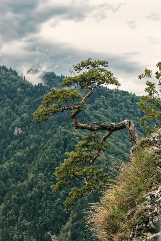 Pieniny: Przyrodnicy spróbują uratować reliktową sosnę z Sokolicy