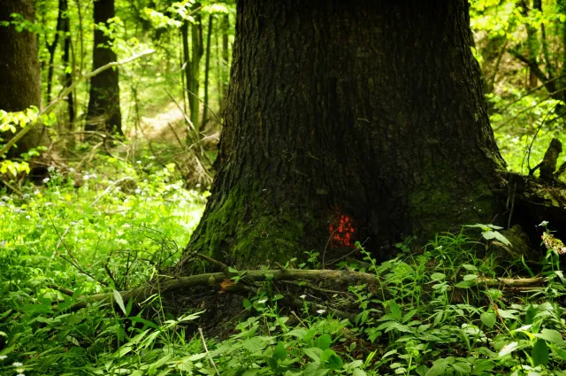 Wycinka starodrzewów w Karpatach trwa. „Za dziesięć lat Bieszczadzki Park Narodowy stanie się wyspą”