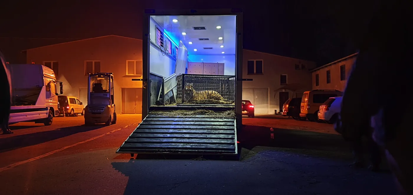 Rzecznik poznańskiego zoo: Jesteśmy przekonani, że transport tygrysów to przemyt