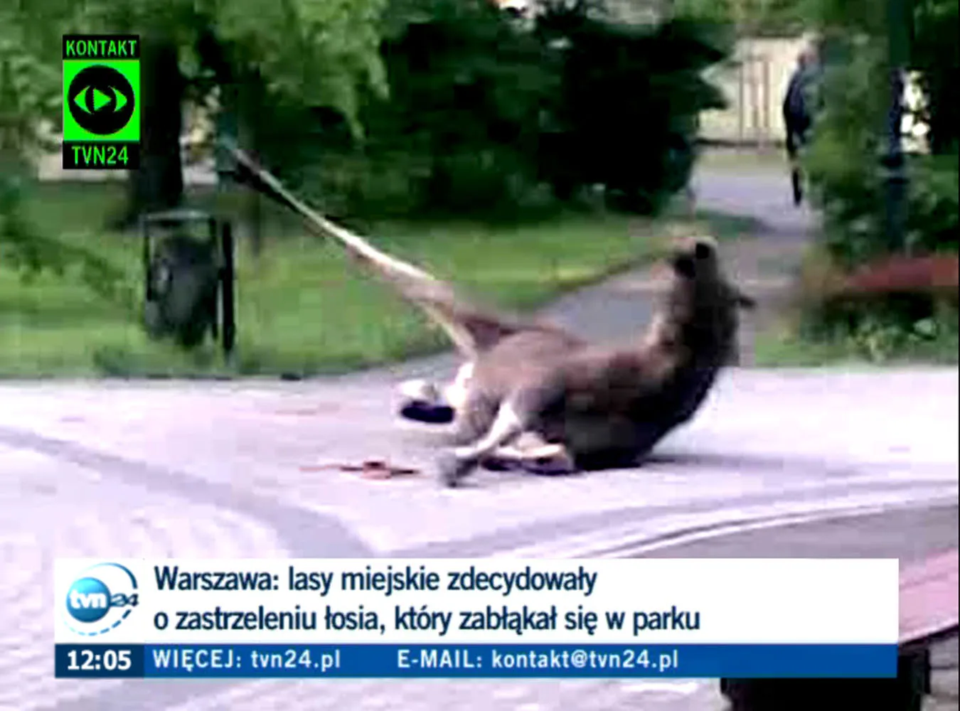 Sprawa zastrzelonego łosia trafi do prokuratury