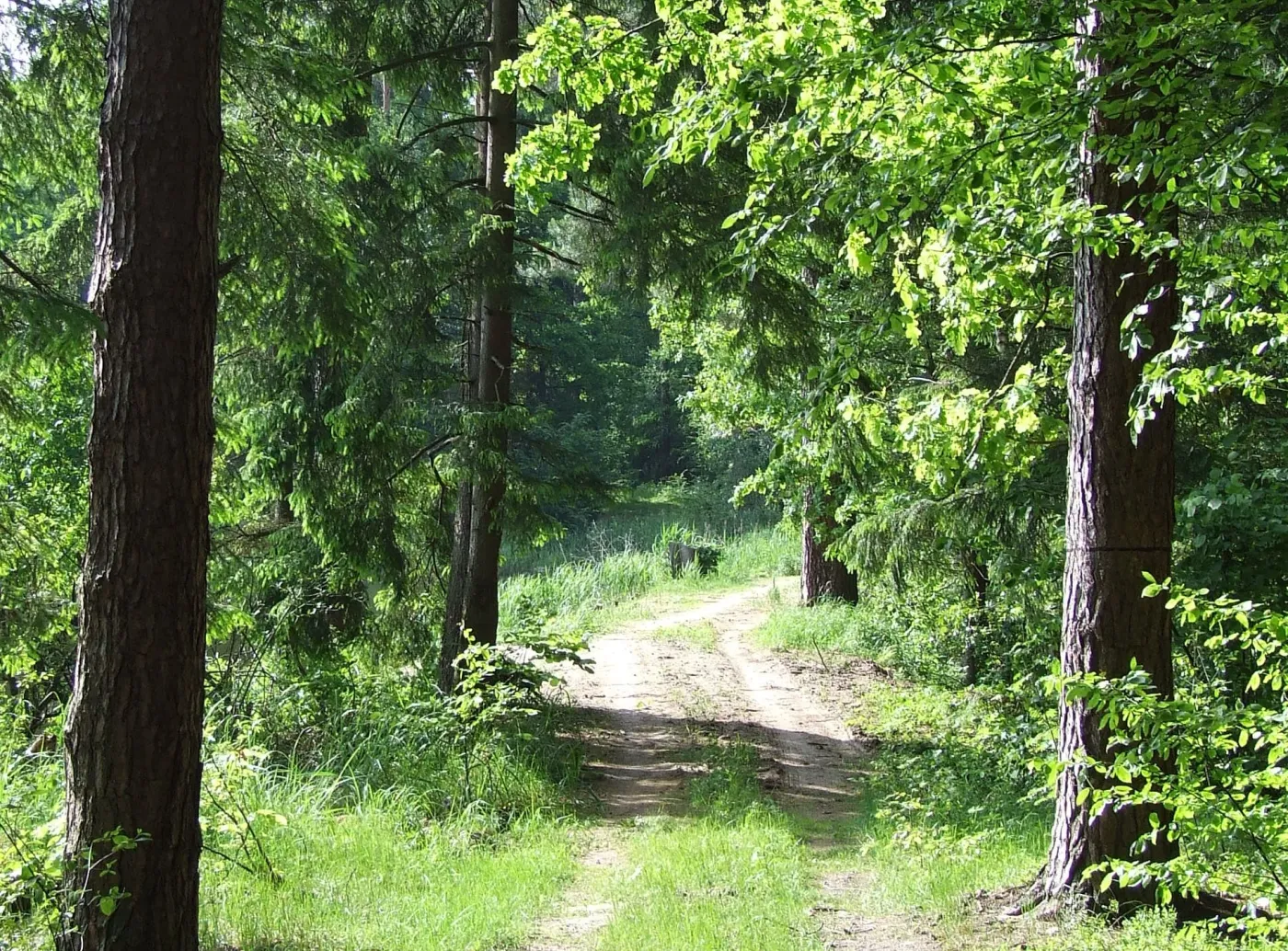 fr_puszcza9_1572531.jpg