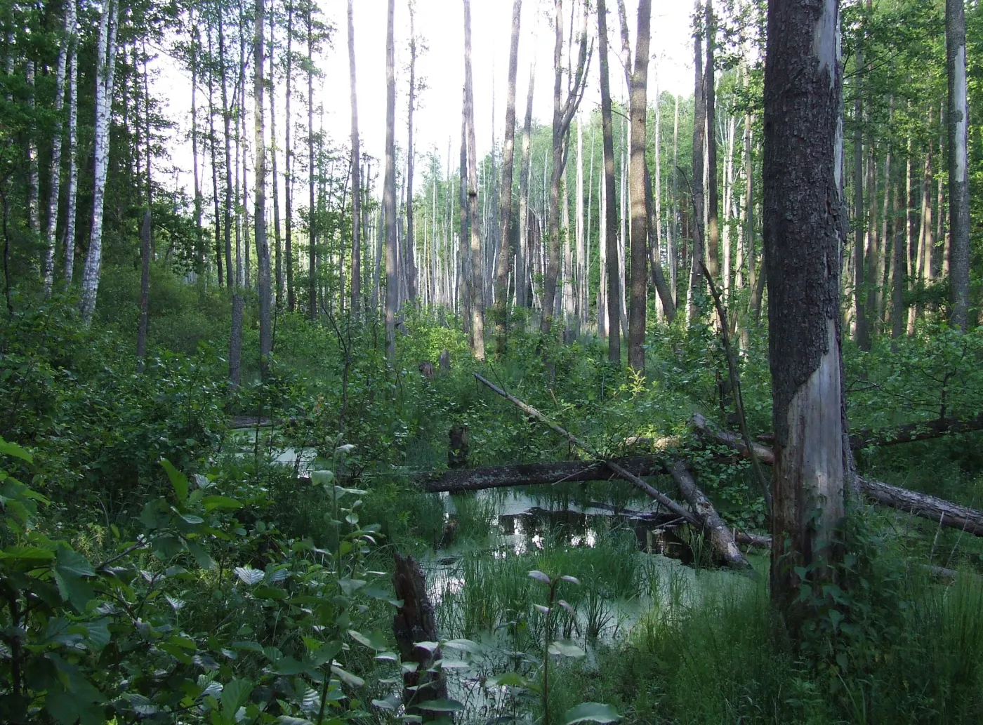 fr_puszcza11_1572579.jpg