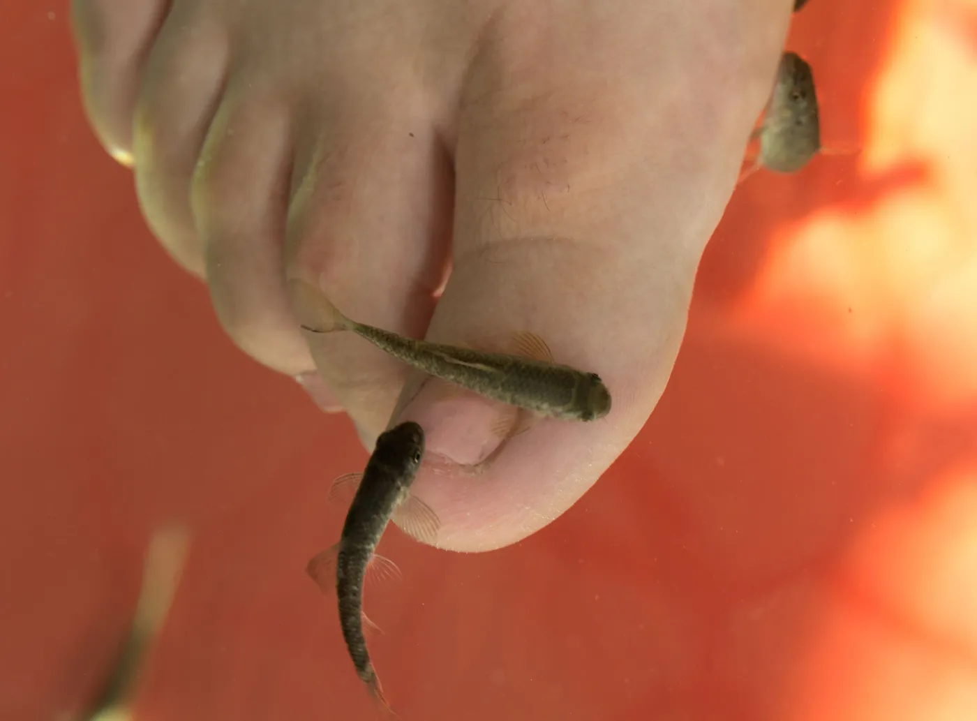 fish pedicure