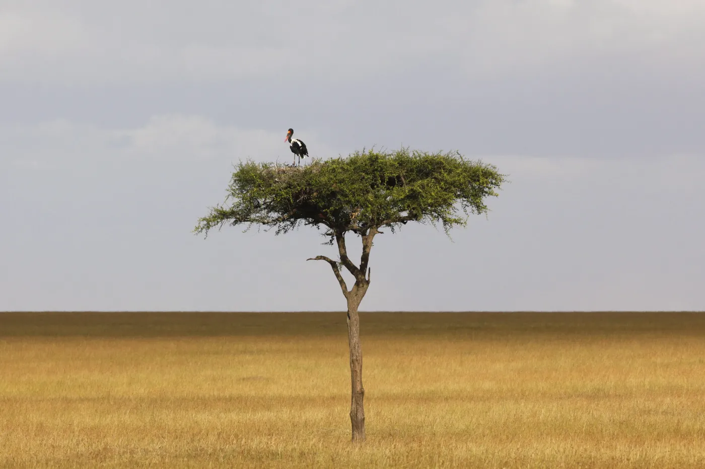 3200092-kenia-afryka.jpg