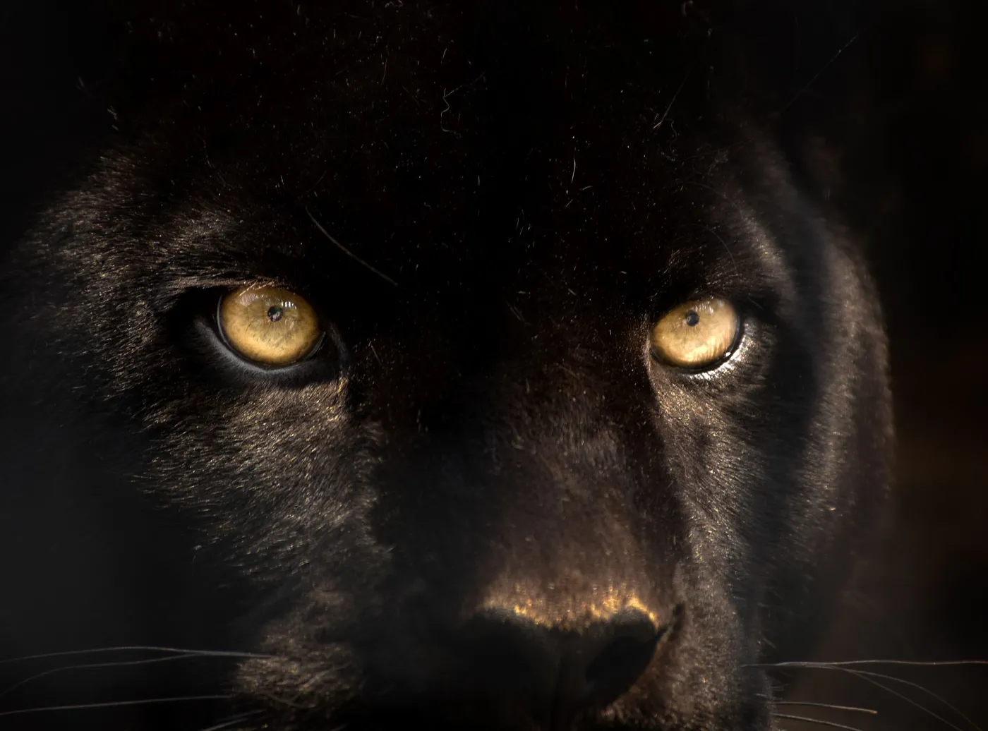 czarna puma