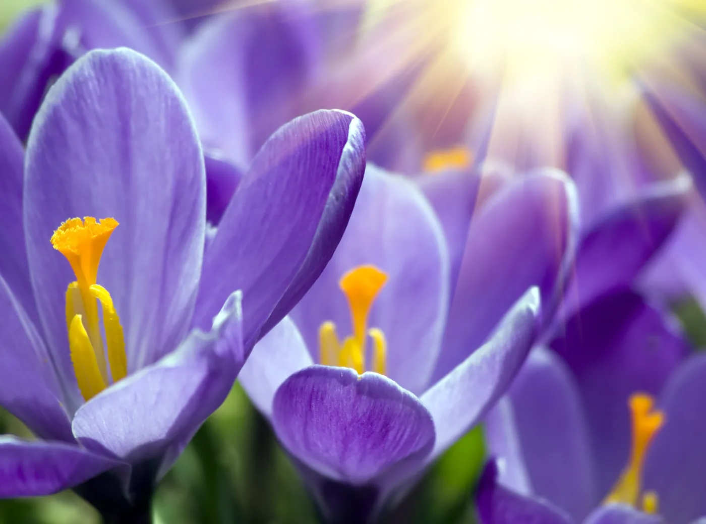 krokus kwiat