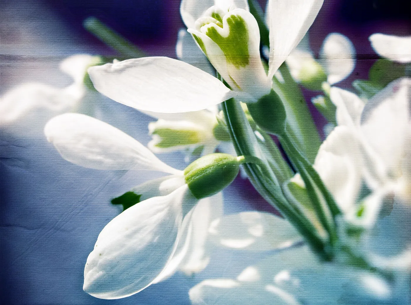 4559844-przebisnieg.jpg