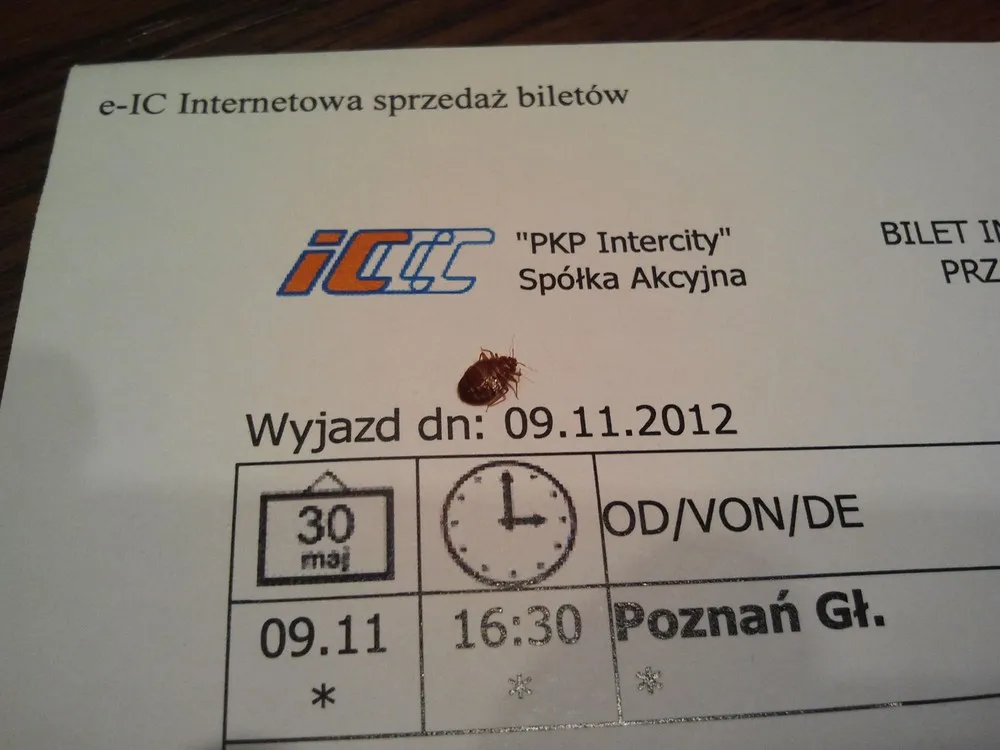 Pluskwy w PKP