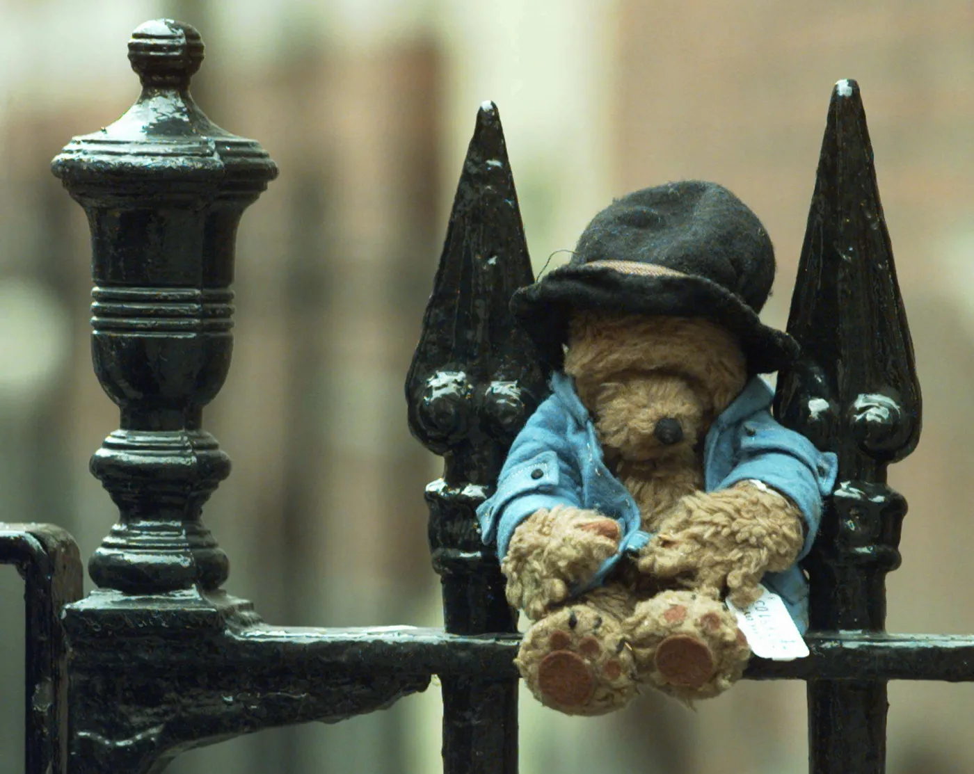 Miś Paddington