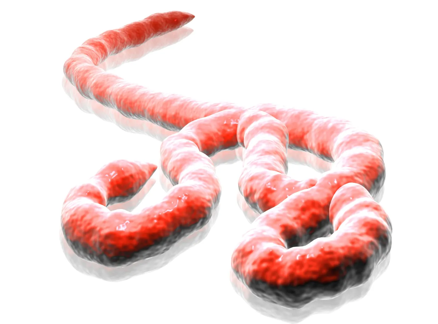 Wirus ebola