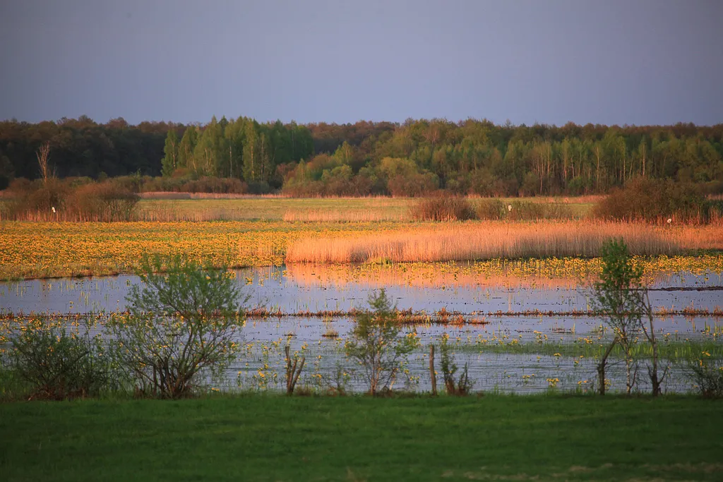 6013831-biebrza-wiosna.jpg