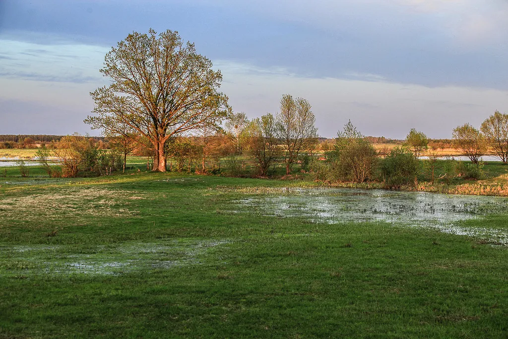 6014237-biebrza-wiosna.jpg