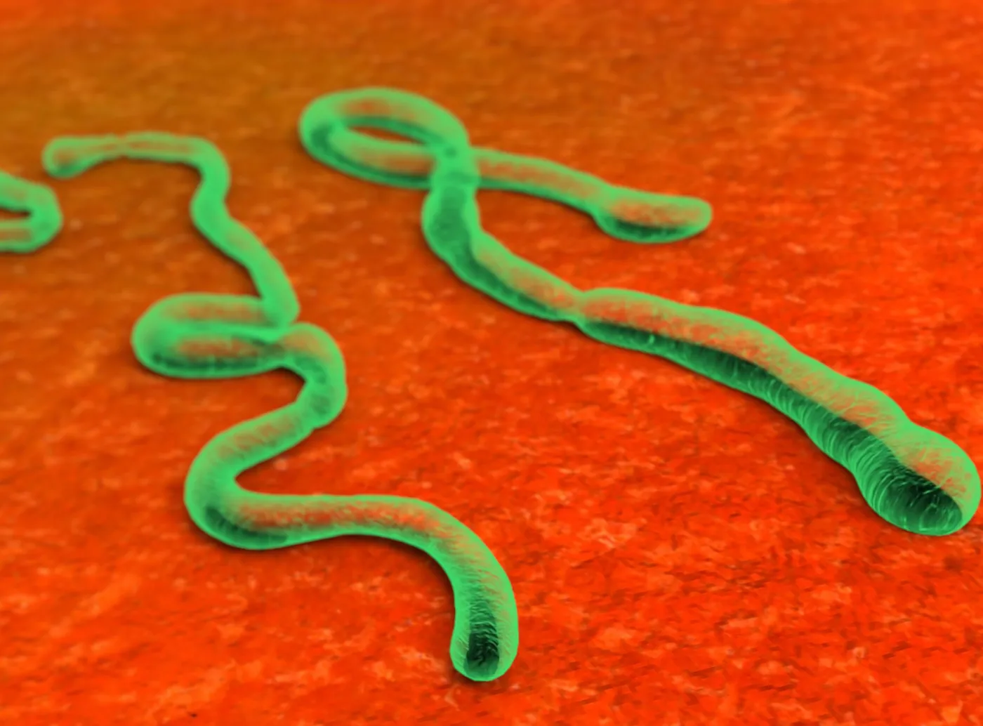 Rośnie liczba ofiar wirusa Ebola