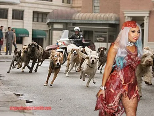 7667092-lady-gaga-memy.jpg