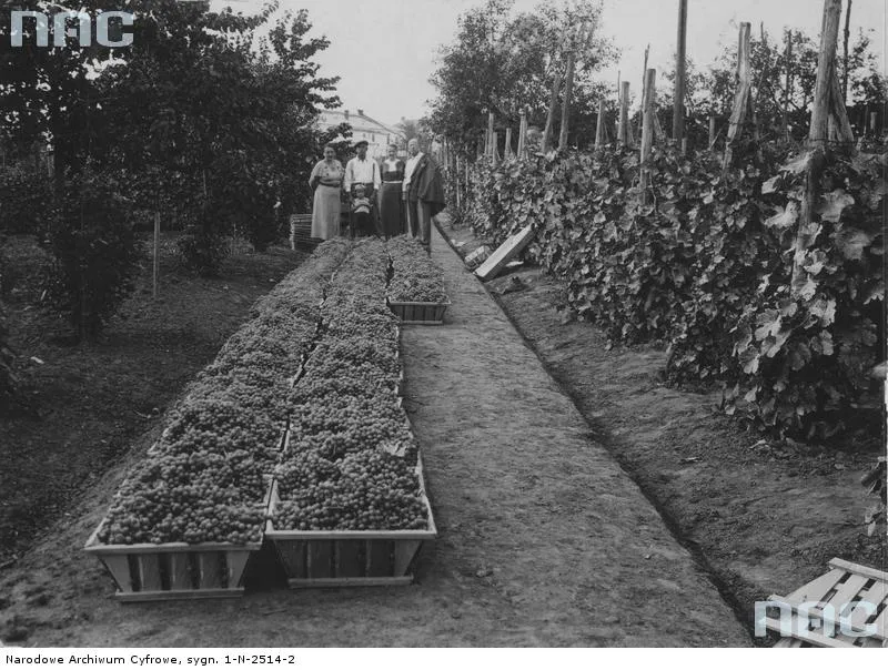 5028500-zaleszczyki.jpg