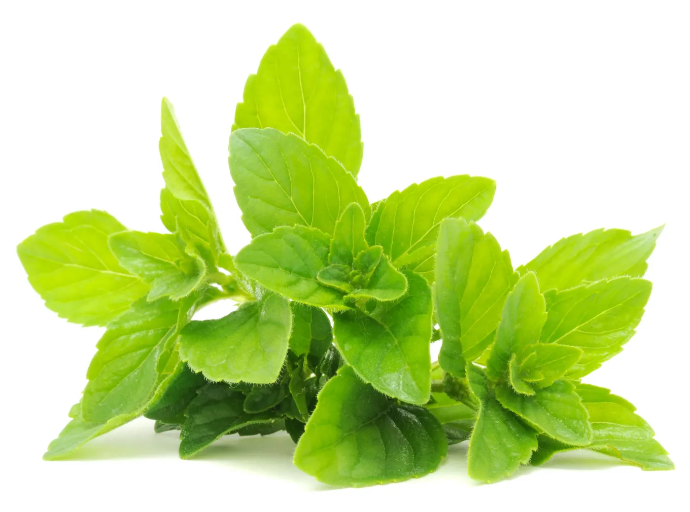 2555932-mieta-mentha-l.jpg
