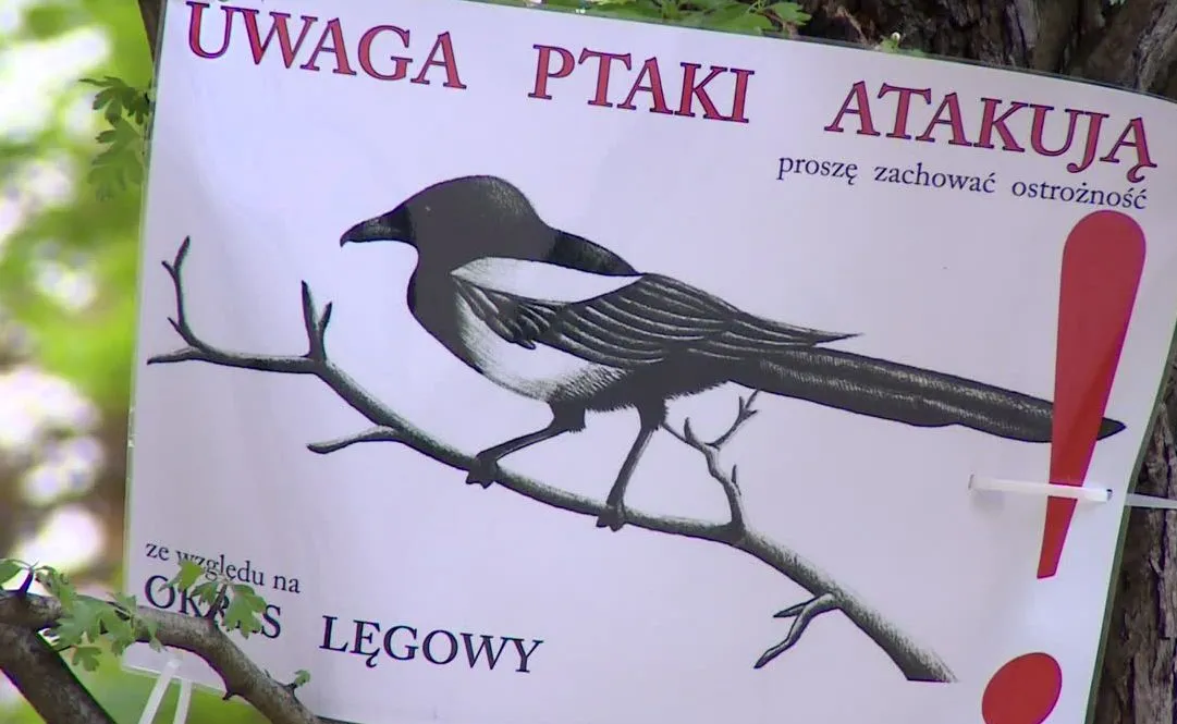 Ptaki atakują 