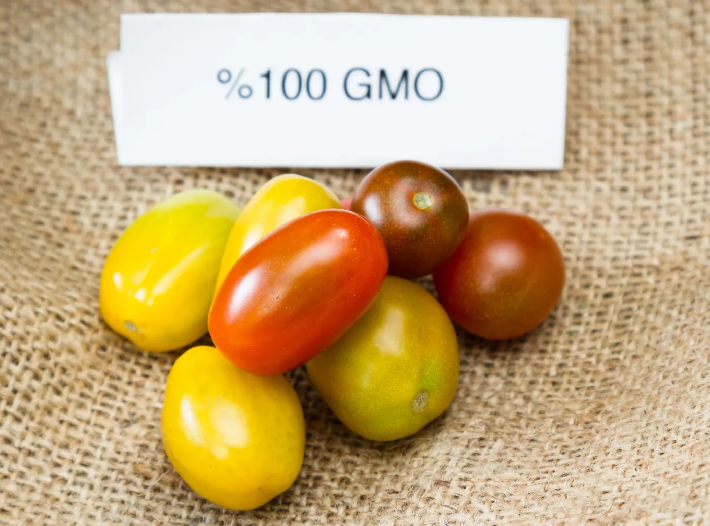 Pomidorki GMO