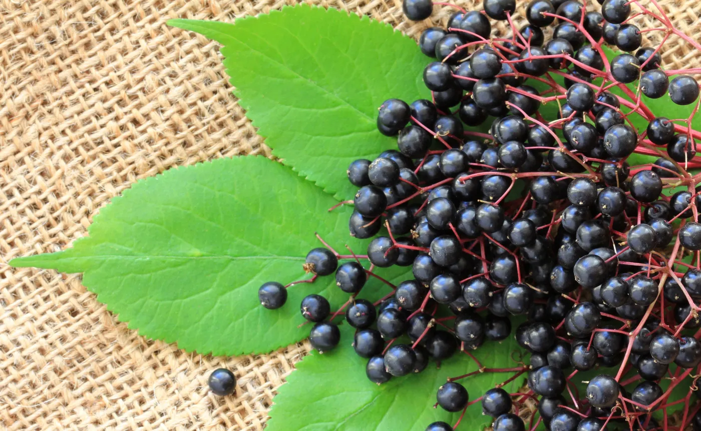 Czarny bez
