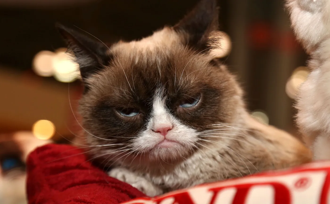 Grumpy Cat