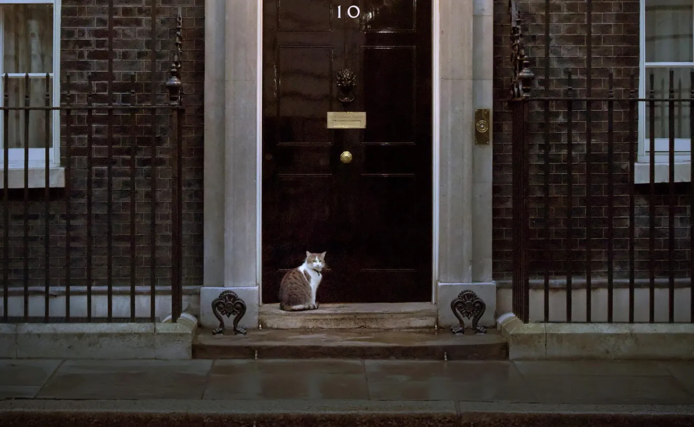 Kot Larry obchodzi 10. rocznicę pracy na Downing Street