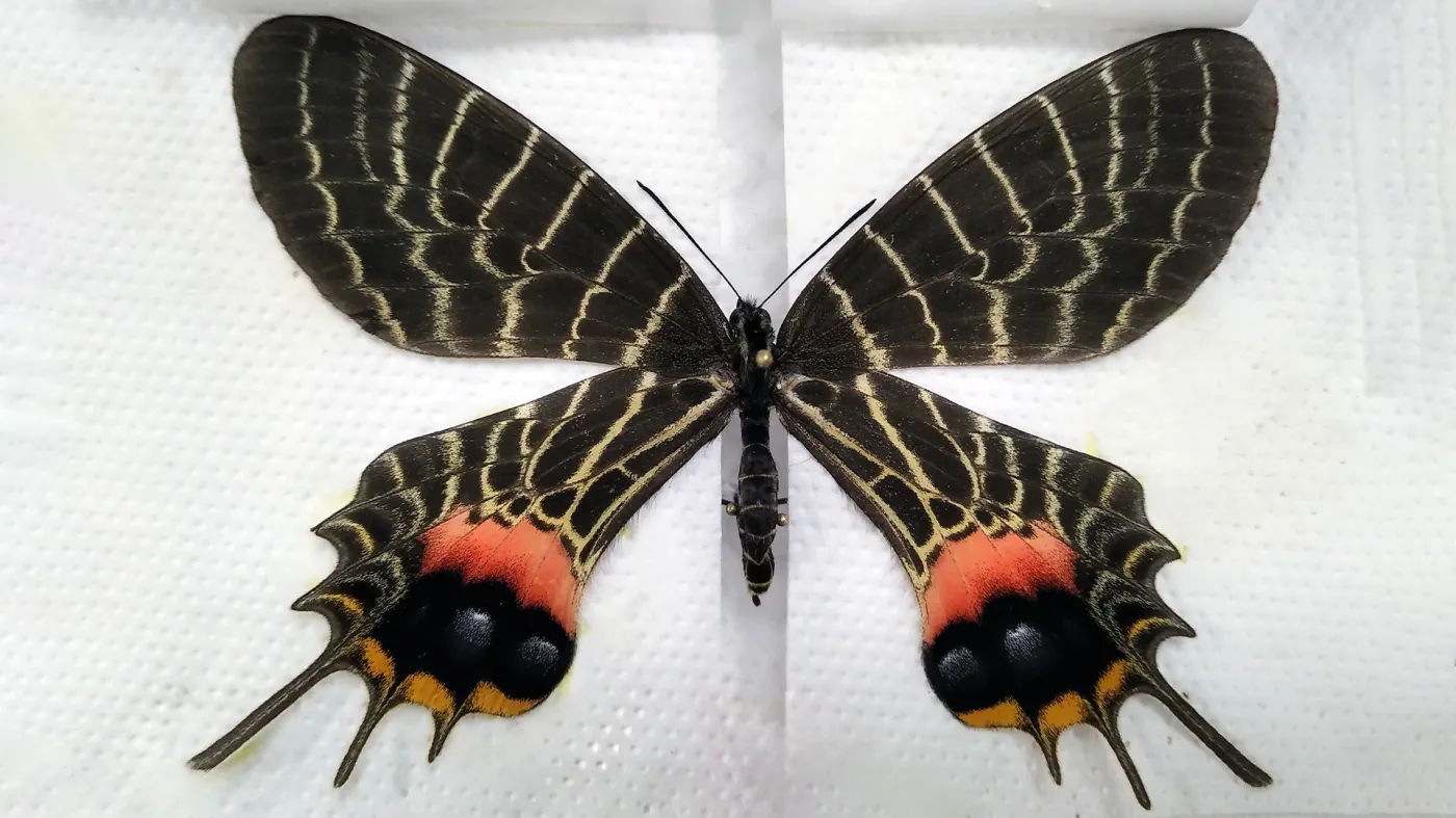 Motyl chińska pazia trójogoniasta