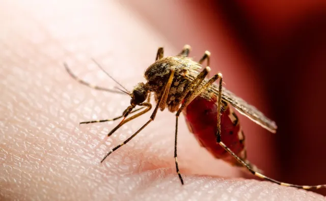 Peru: Nadal rozprzestrzenia się epidemia choroby wirusowej przenoszonej przez komary