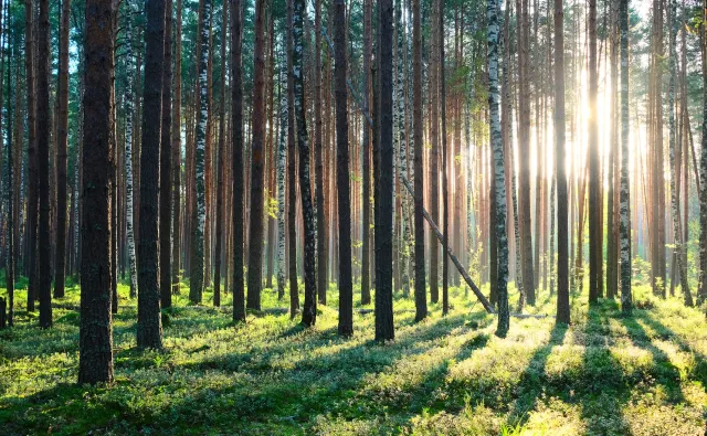 Idealnym miejscem w Polsce w okresie sezonu pylenia są...