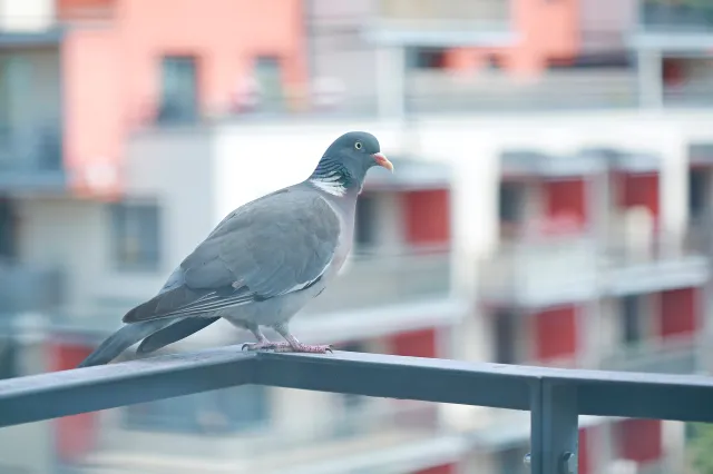 Najlepsze sposoby na gołębie na balkonie. Kosztują grosze i nie rzucają się w oczy