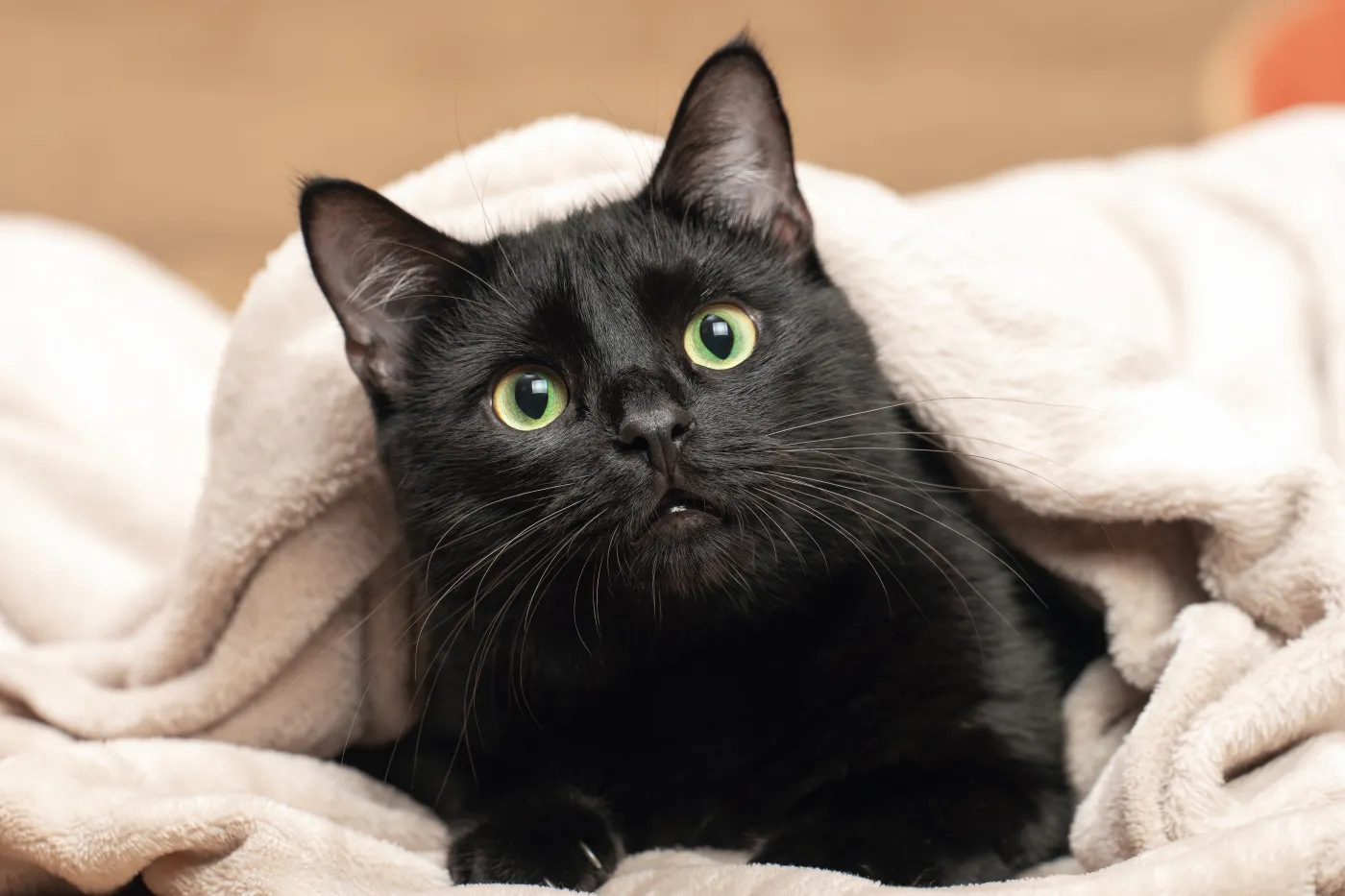 Portrait,Of,A,Black,Cat,Peeking,Out,From,Under,A