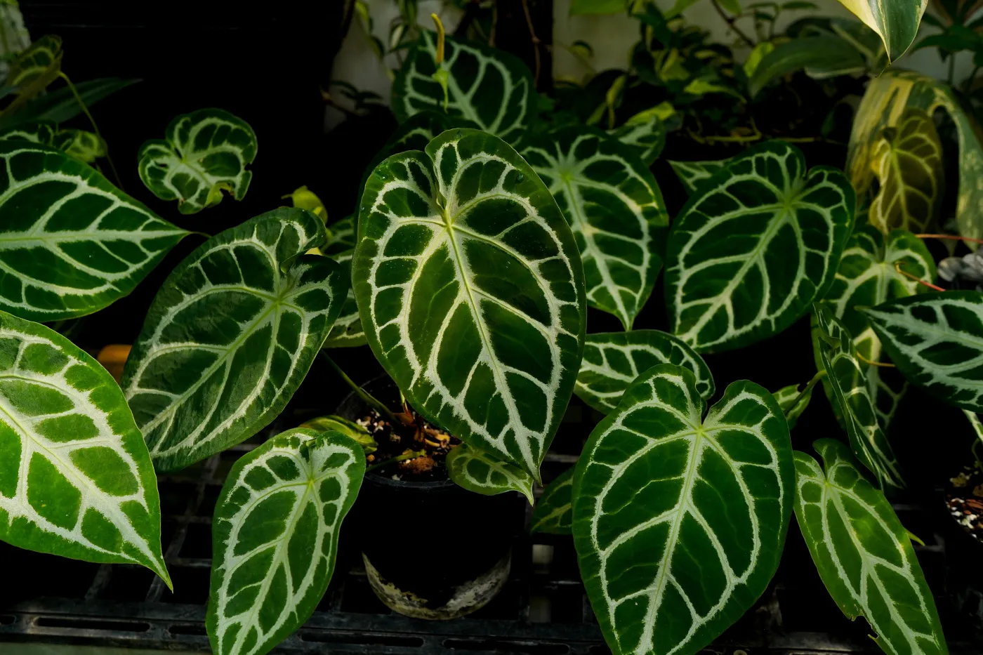 Anthurium,Crystallinum,Background,,Dark,Leaves,,White,Vein,,Bright,Silvery,,Dark