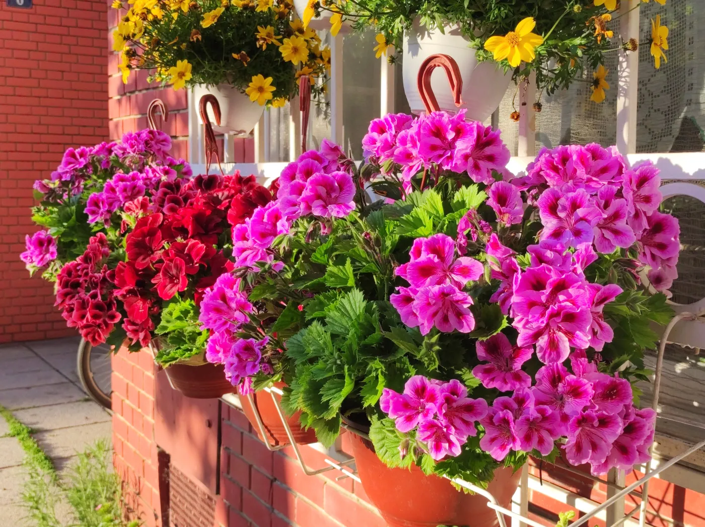 Colorful,Blooming,Geraniums,At,The,Balcony