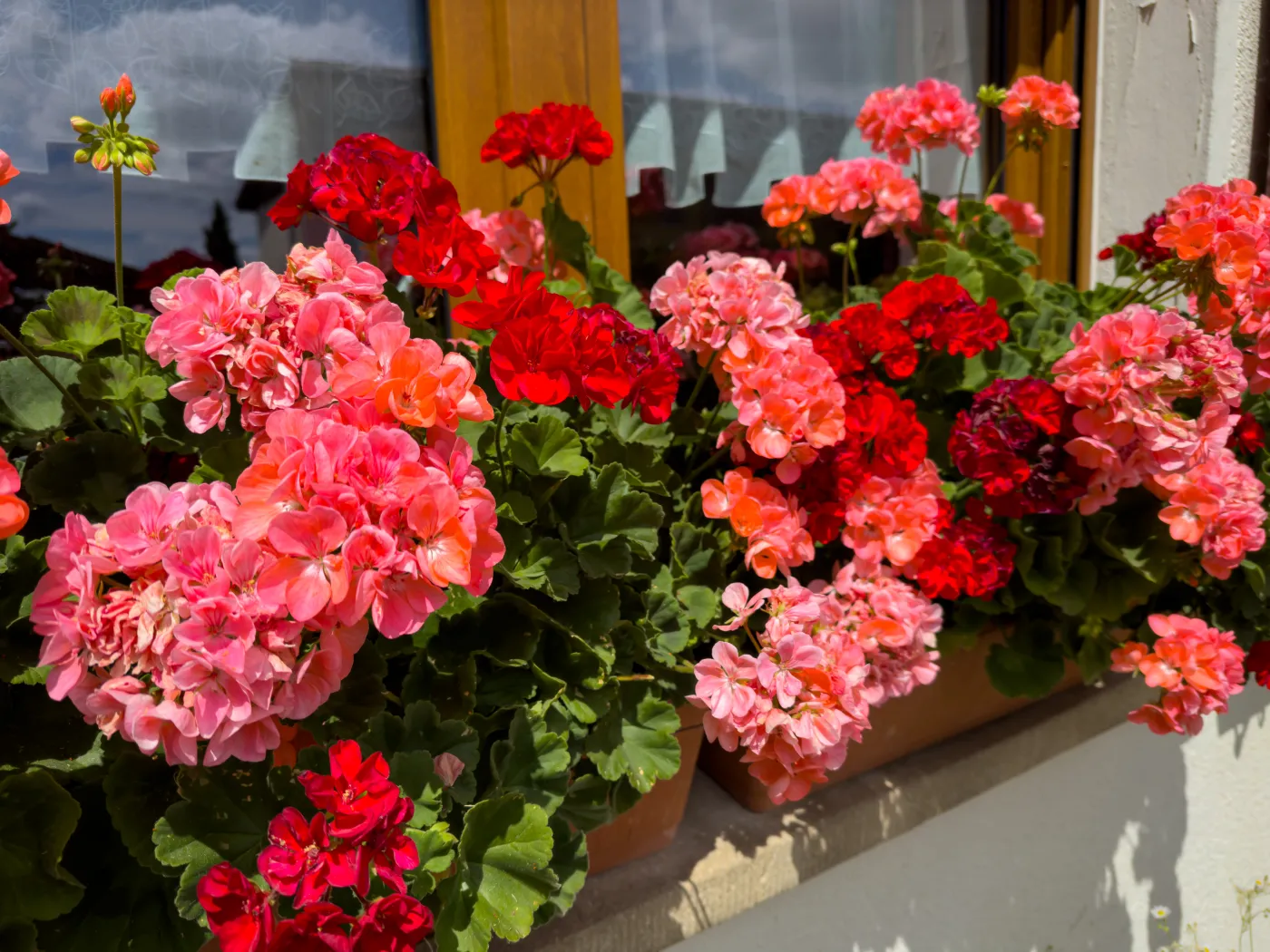 Pelargonie obsypią się kwiatami. Wypróbuj ten trik z jabłkiem