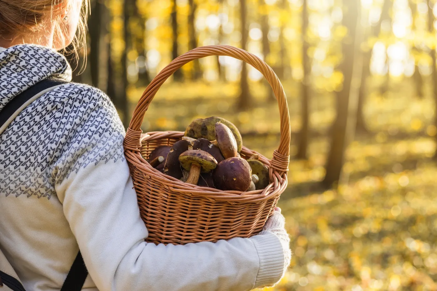 Grzybobranie po deszczu? Wcale nie od razu. Znamy idealny termin na zbiory