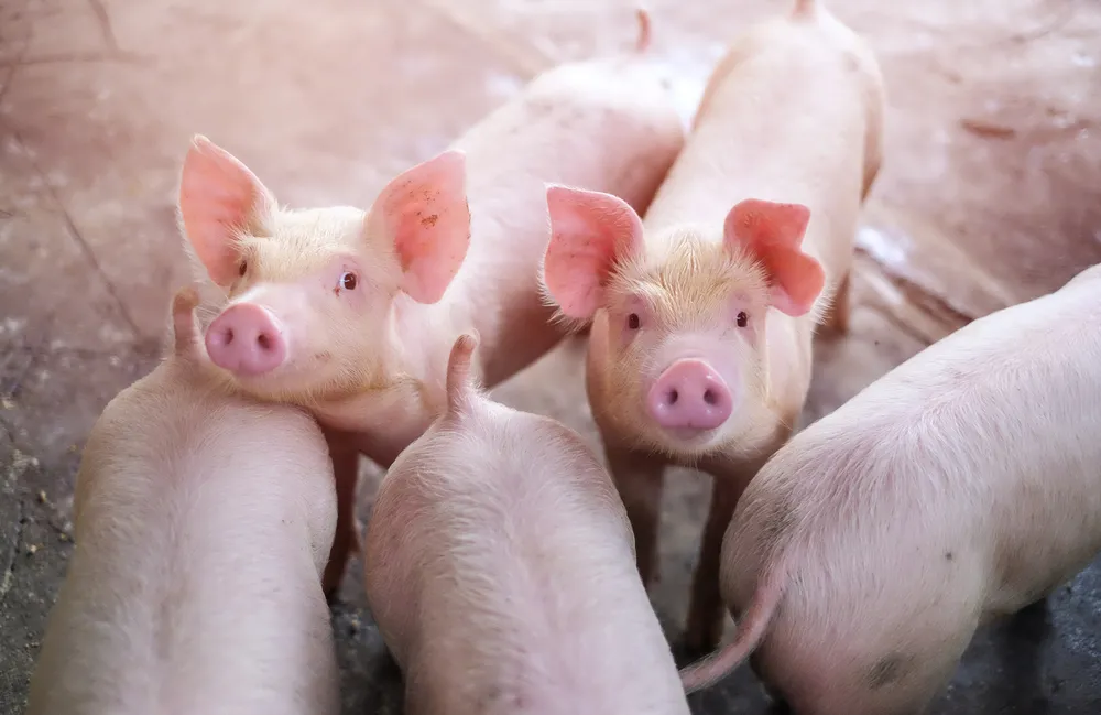 Chiny i Korea Południowa wstrzymały import wieprzowiny z Niemiec