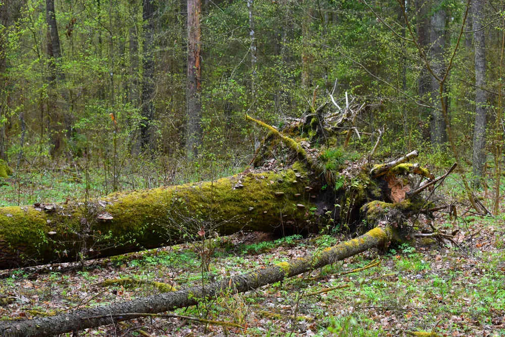 Lasy pod lepszą ochroną
