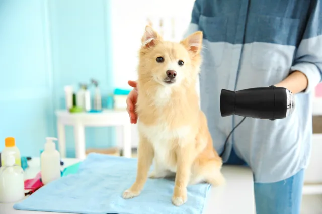 Tester wierności, groomer, wizażysta zwłok - zawody nietypowe, ale dobrze płatne