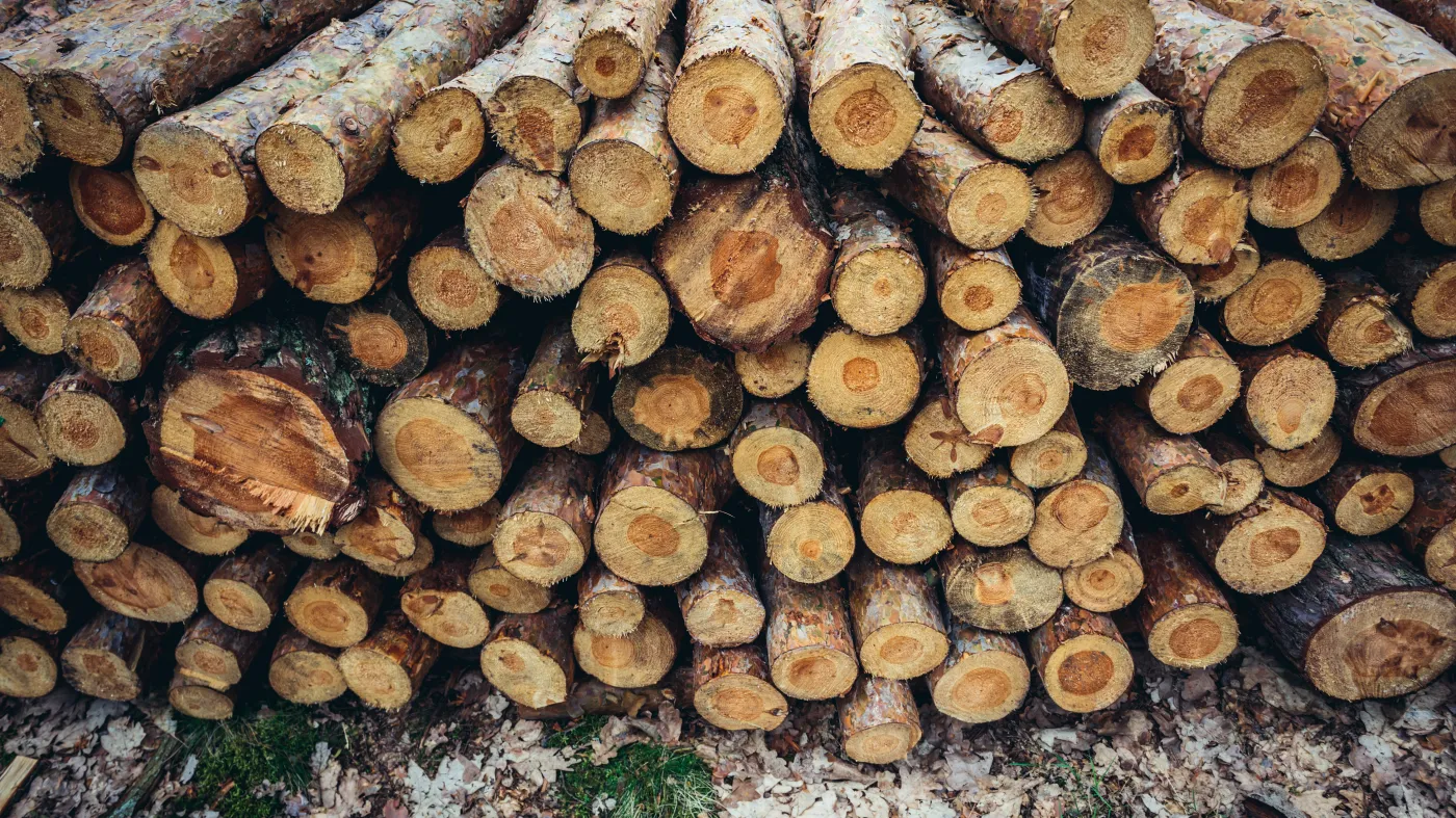 UE sprzeciwia się rosyjskim ograniczeniom na wywóz produktów z drewna