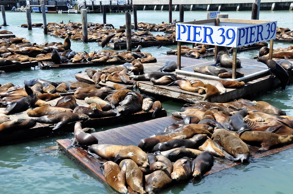 997757-pier-39-san-francisco.jpg