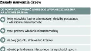 1692637-zasady-usuwani-drzew.jpg