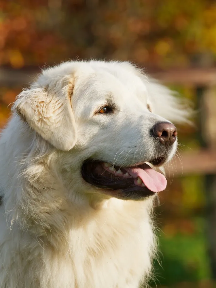 1382167-polish-tatra-sheep-dog.jpg
