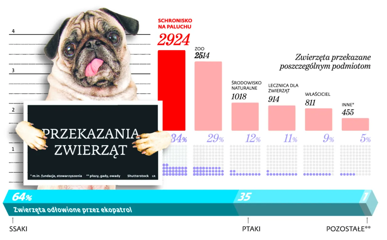 2074146-przekazania-zwierzat.jpg