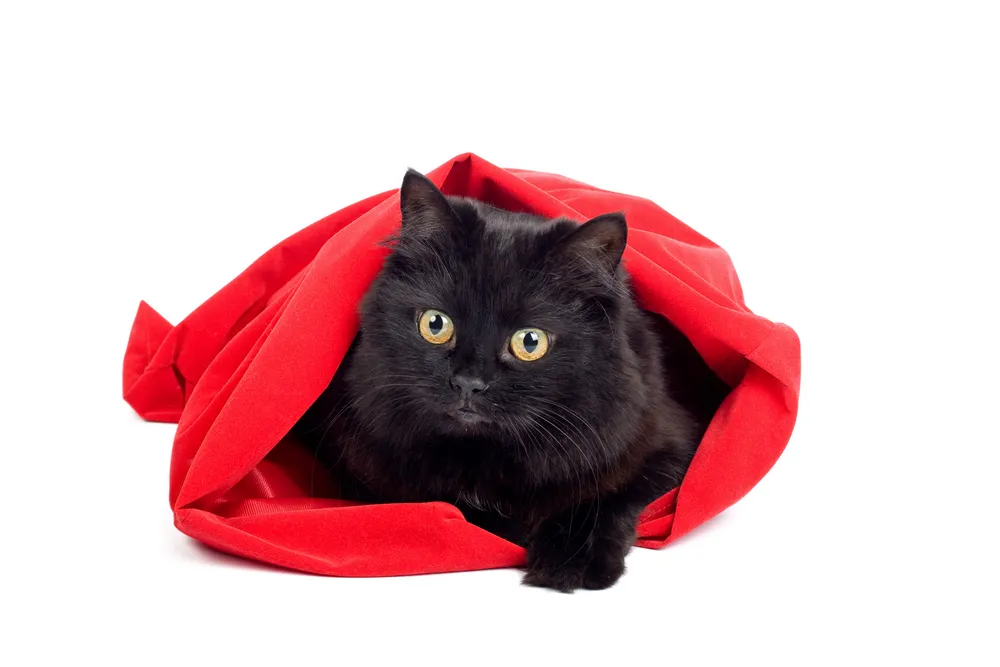 942539-shutterstock-8828788.jpg