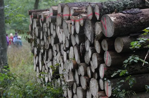 Puszcza Białowieska