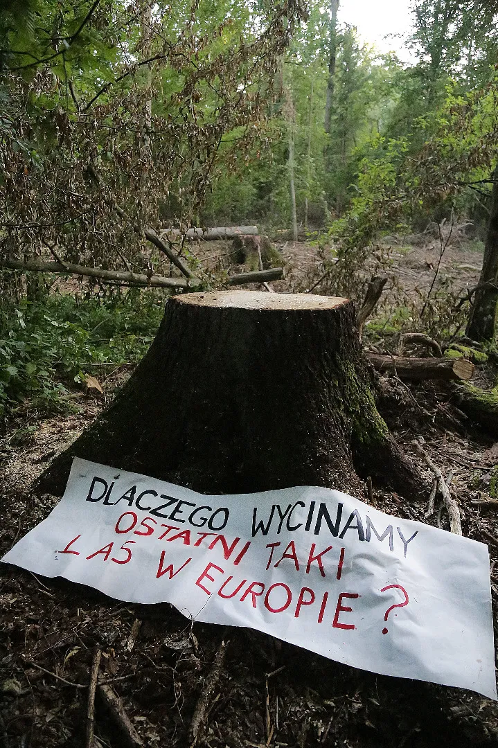 Trybunał Sprawiedliwości UE przesłał do MŚ informację dot. wniosku KE ws. puszczy