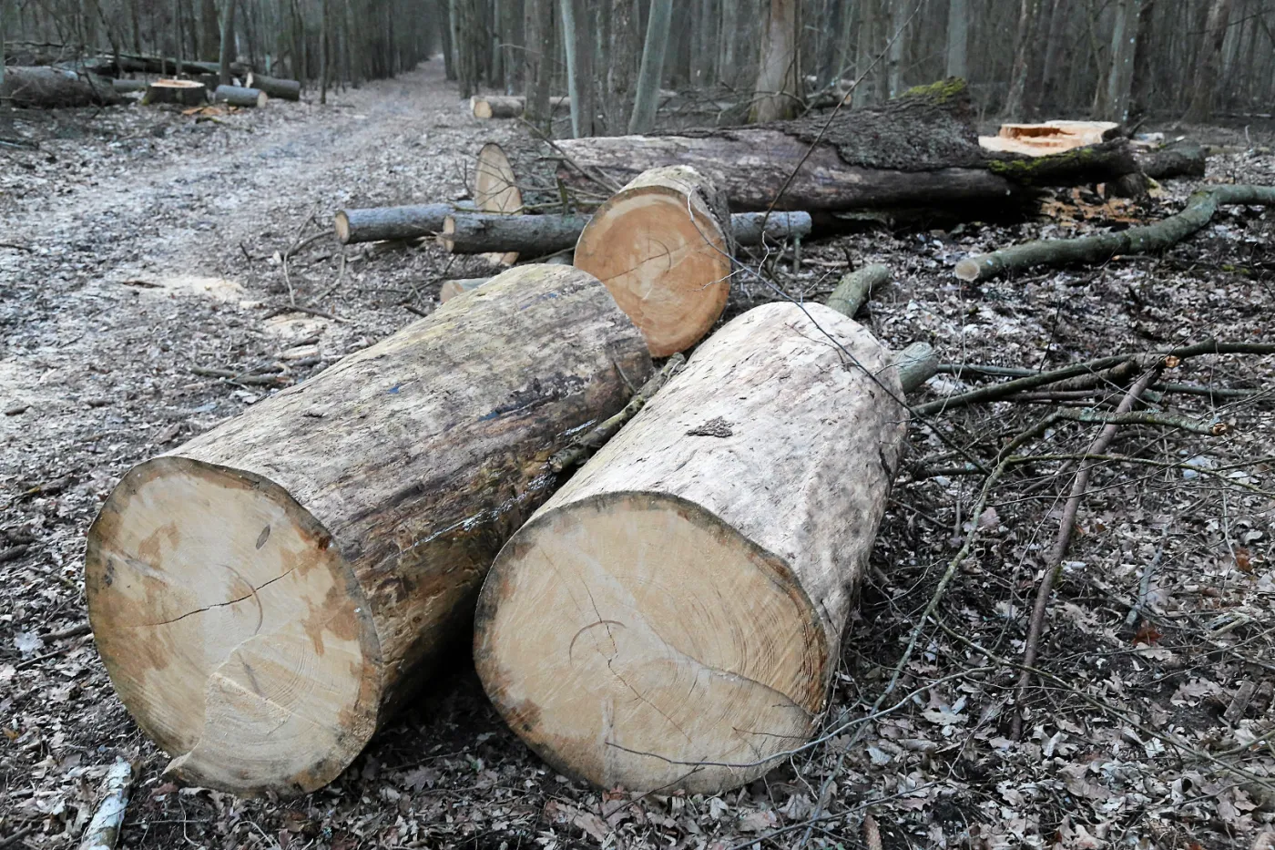 Prokuratura odmówiła wszczęcia śledztwa ws. wycinki w Puszczy Białowieskiej