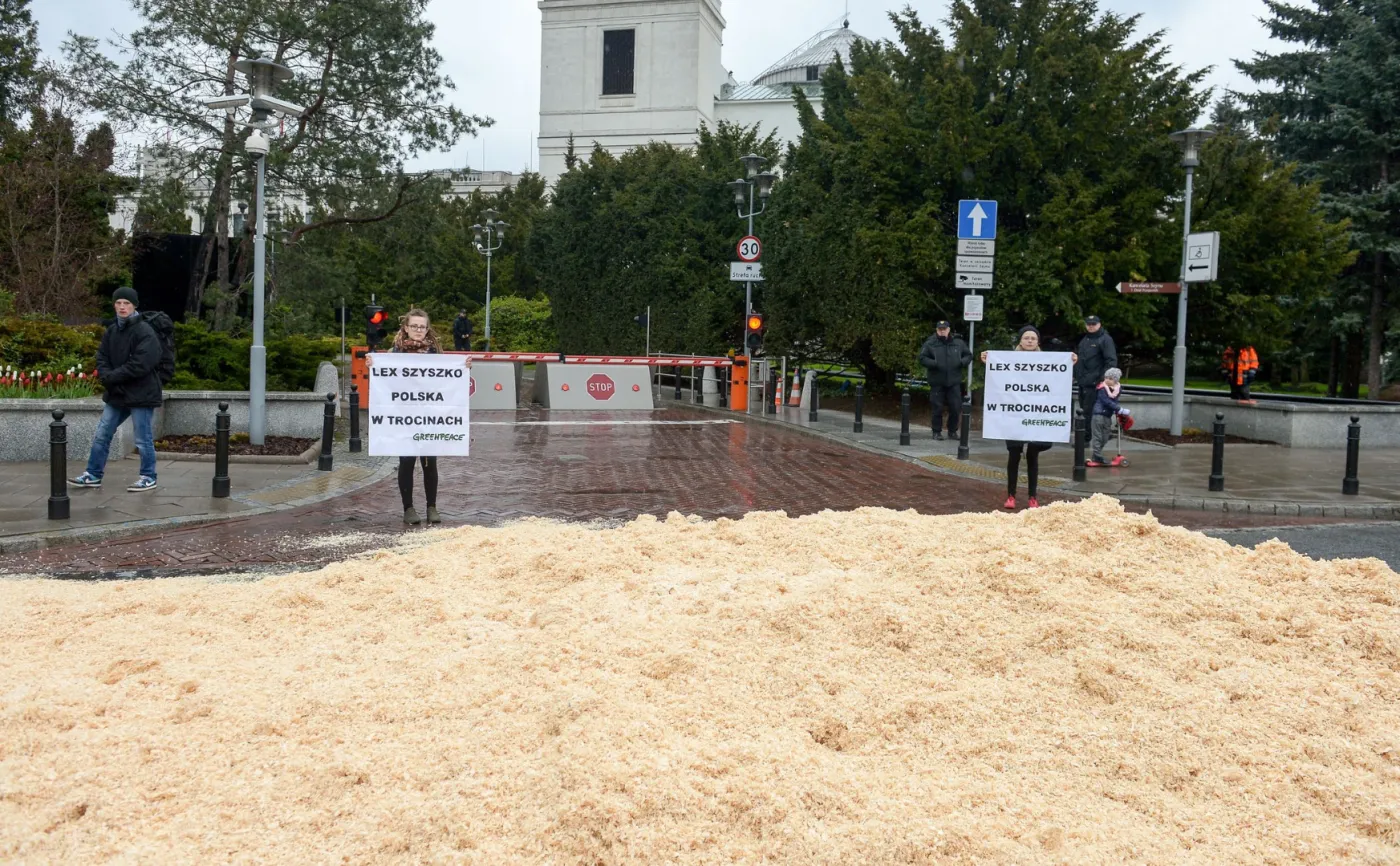 Greenpeace: Trociny przed Sejmem na znak sprzeciwu wobec ustawy dot. wycinki drzew