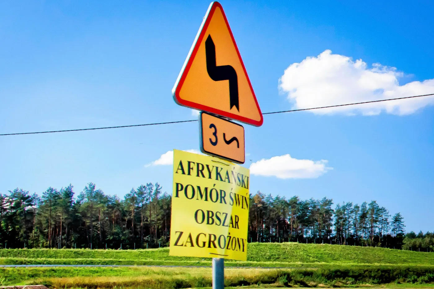 Afrykański pomór świń