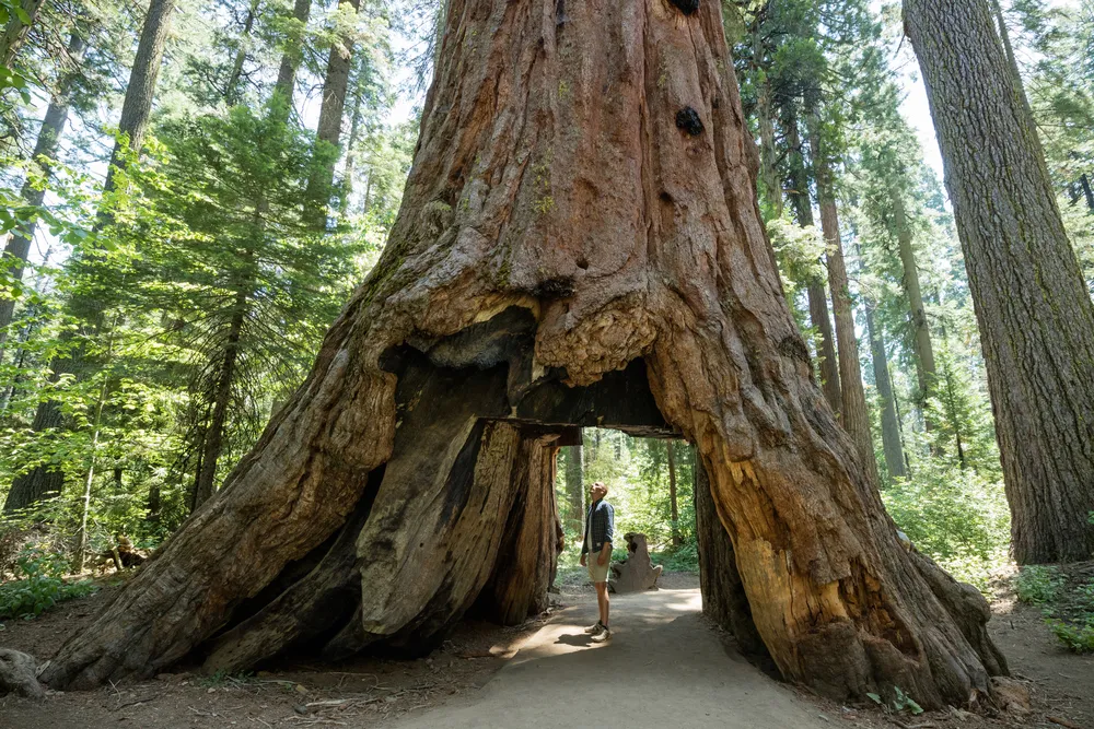 3278084-park-narodowy-redwood.jpg