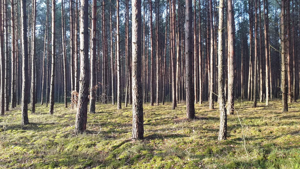 Umundurowany strażnik kontra reżyser. Czy można filmować działania strażników w Puszczy Białowieskiej?